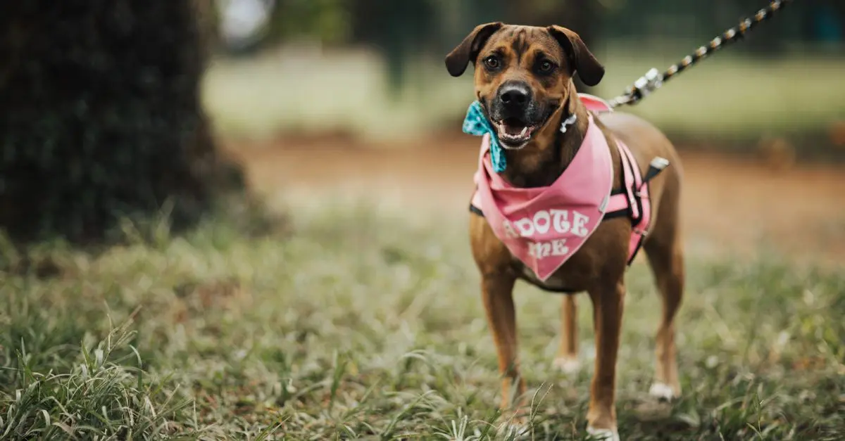 Pet Adoption: Pros and Cons of Shelters vs Breeders