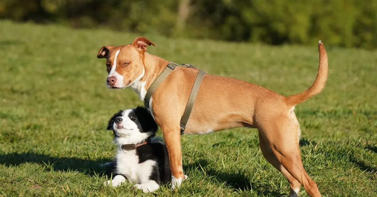 How to Decode Your Pet's Body Language