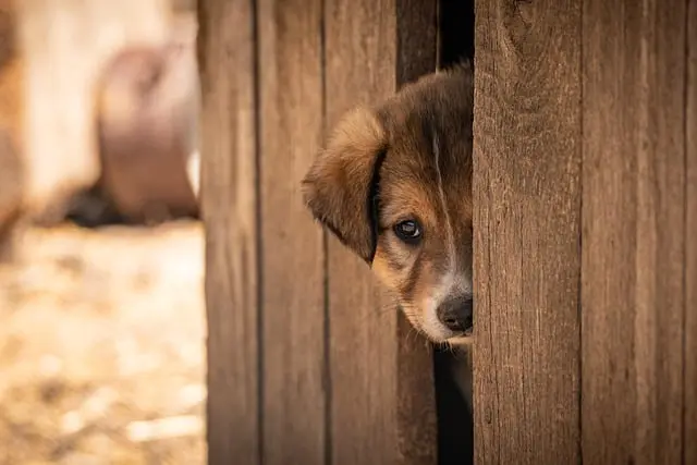 10 Inspirational Stories of Pet Adoption Success