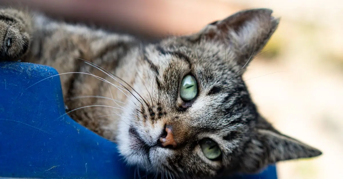 The Essential Guide to Understanding Cat Behavior