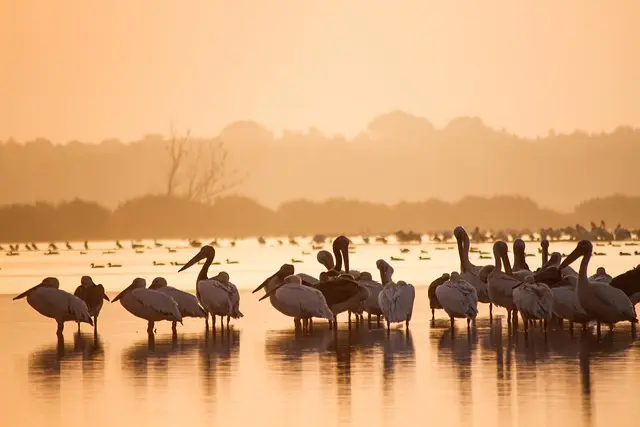 Understanding Different Animal Habitats and Their Importance