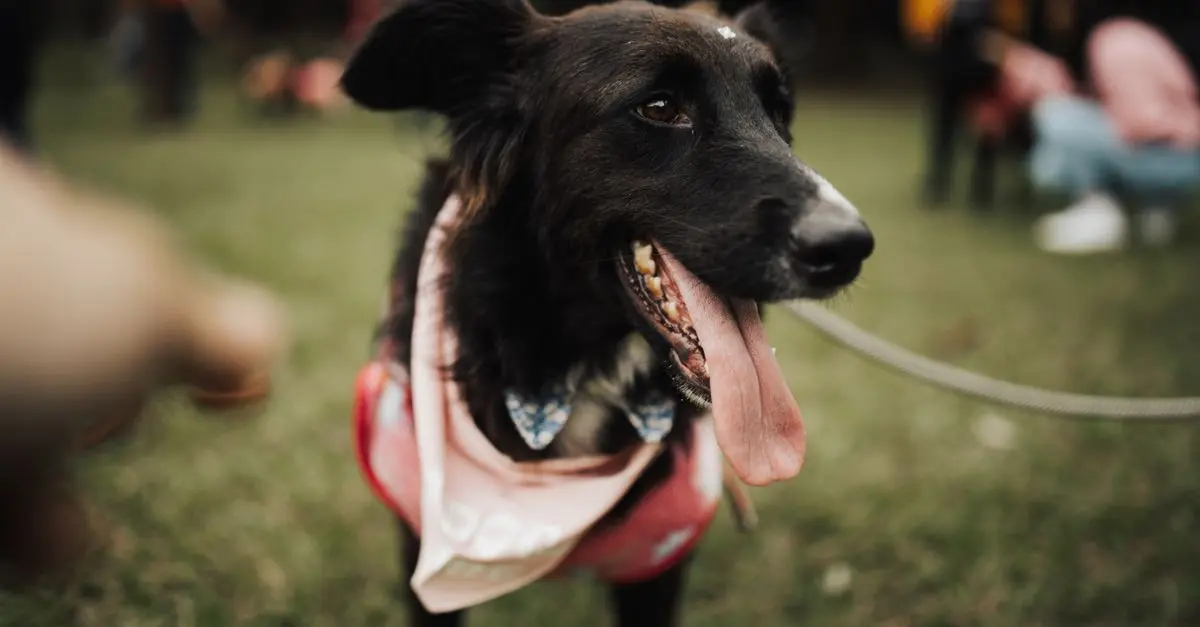 How to Choose the Right Enrichment Activities for Your Pet