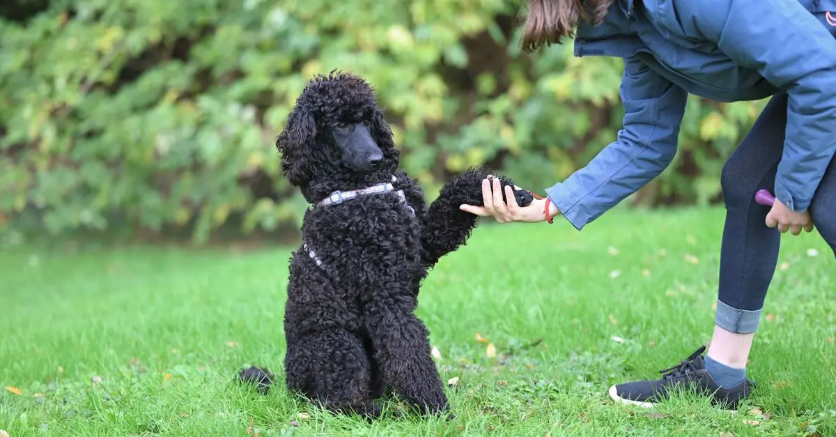 Understanding Common Pet Behavior Issues and Solutions