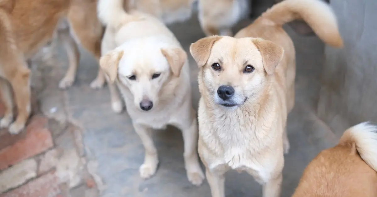 10 Essential Tips for Choosing the Right Pet for Your Family