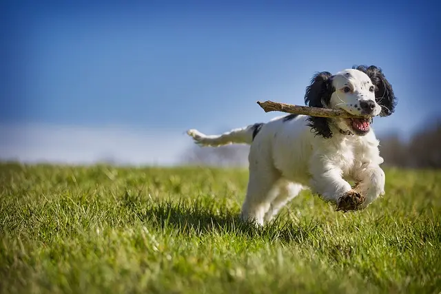 10 Essential Tips for Enriching Your Pet's Life