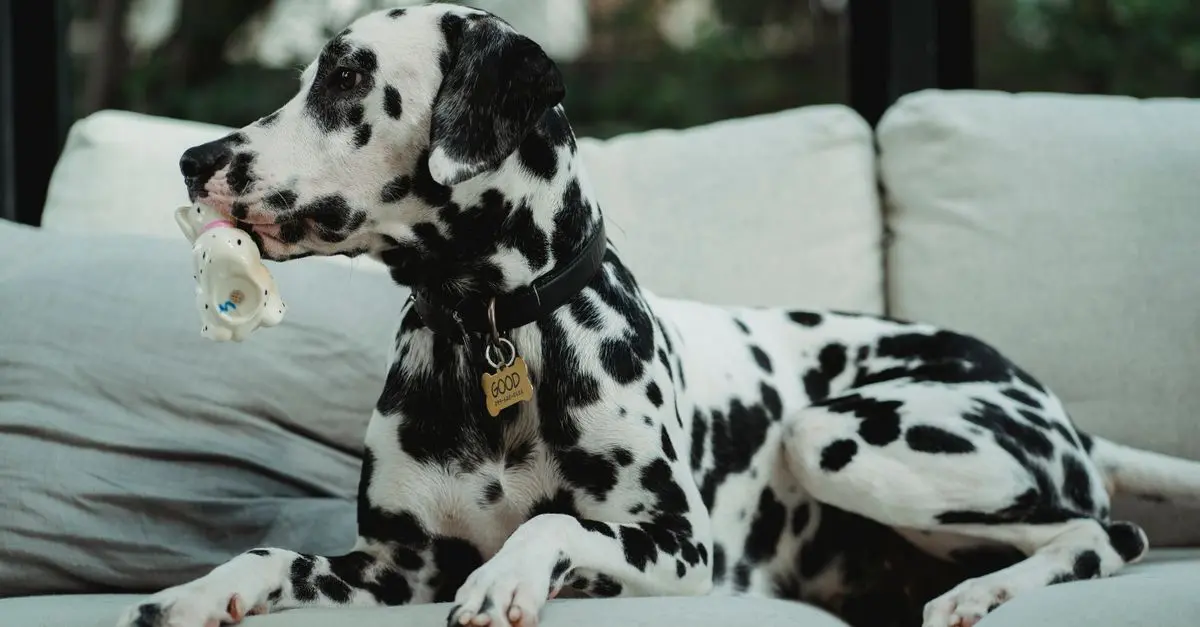 10 Essential Tips for Creating a Happy Home for Your Dog