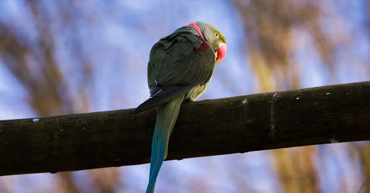 How to Train Your Parrot to Talk