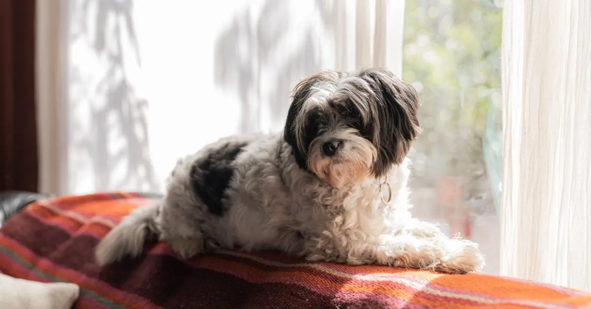 How to Choose the Right Pet for Your Lifestyle