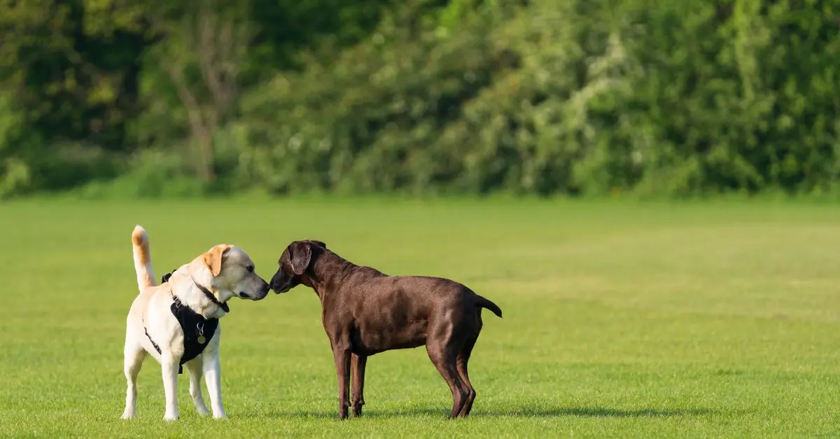 The Importance of Socialization for Dogs