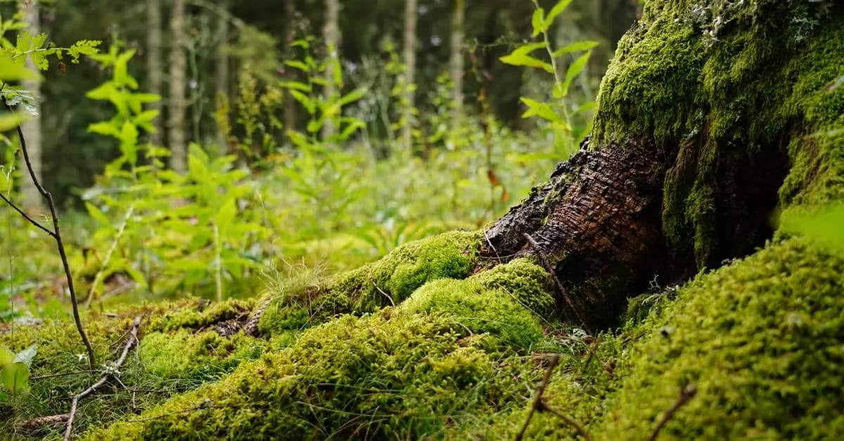 Why Biodiversity Matters: The Impact on Our Planet