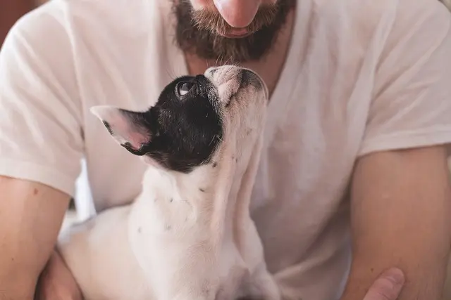 Understanding the Unique Emotional Needs of Your Pets
