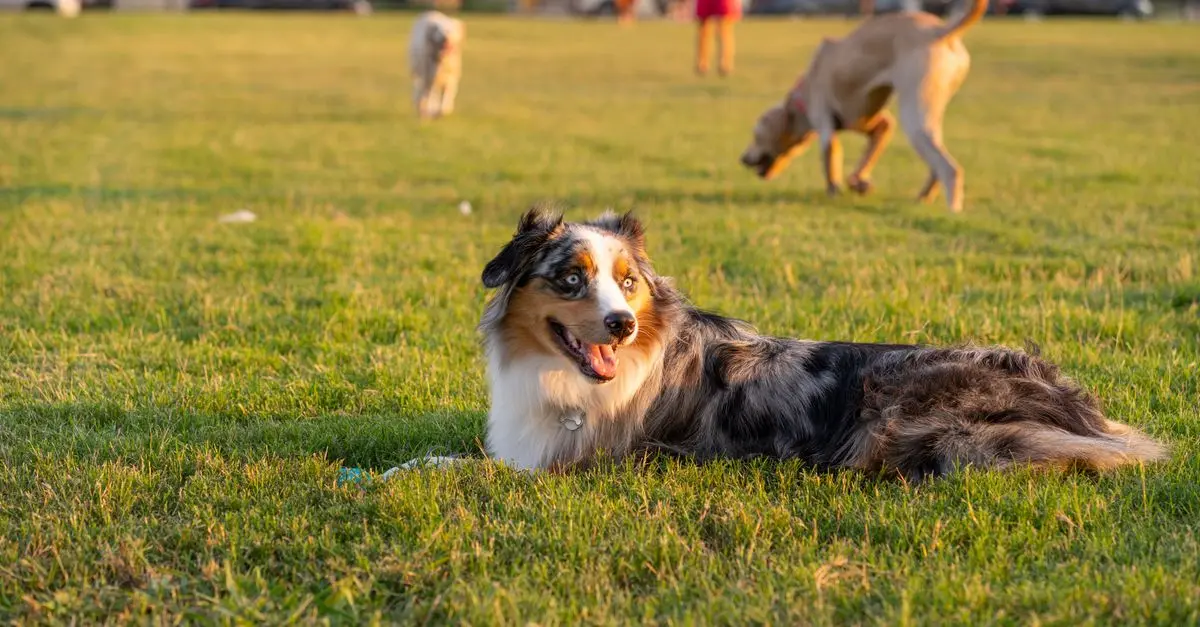 Understanding the Importance of Animal Socialization