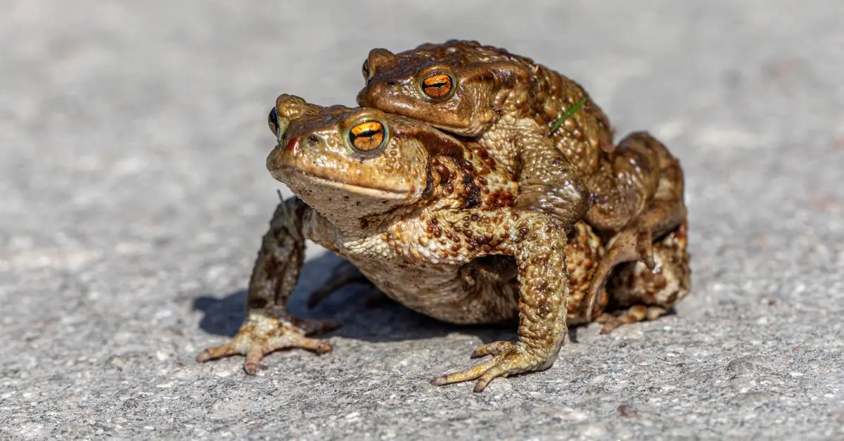 The Metamorphosis of Frogs: From Tadpoles to Adults