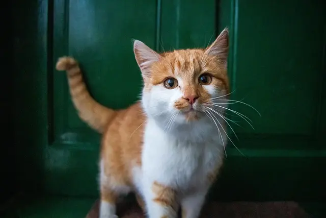 How to Create an Enriching Environment for Your Pet