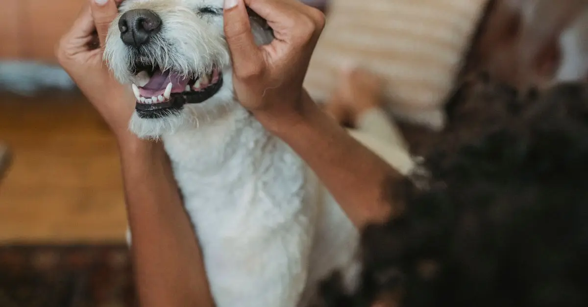 Top 10 Accessories Your Pet Will Love