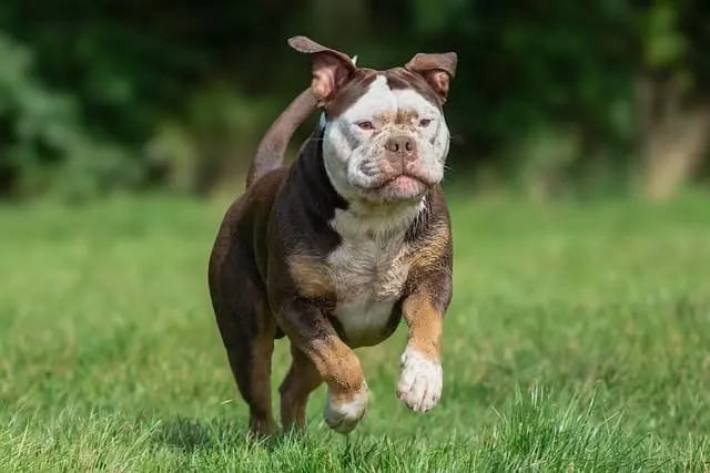 10 Ways to Create a Positive Environment for Your Dog