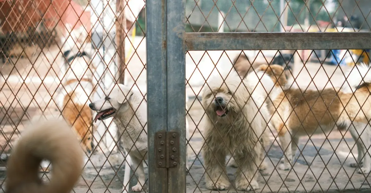 How to Choose the Right Pet for Your Family