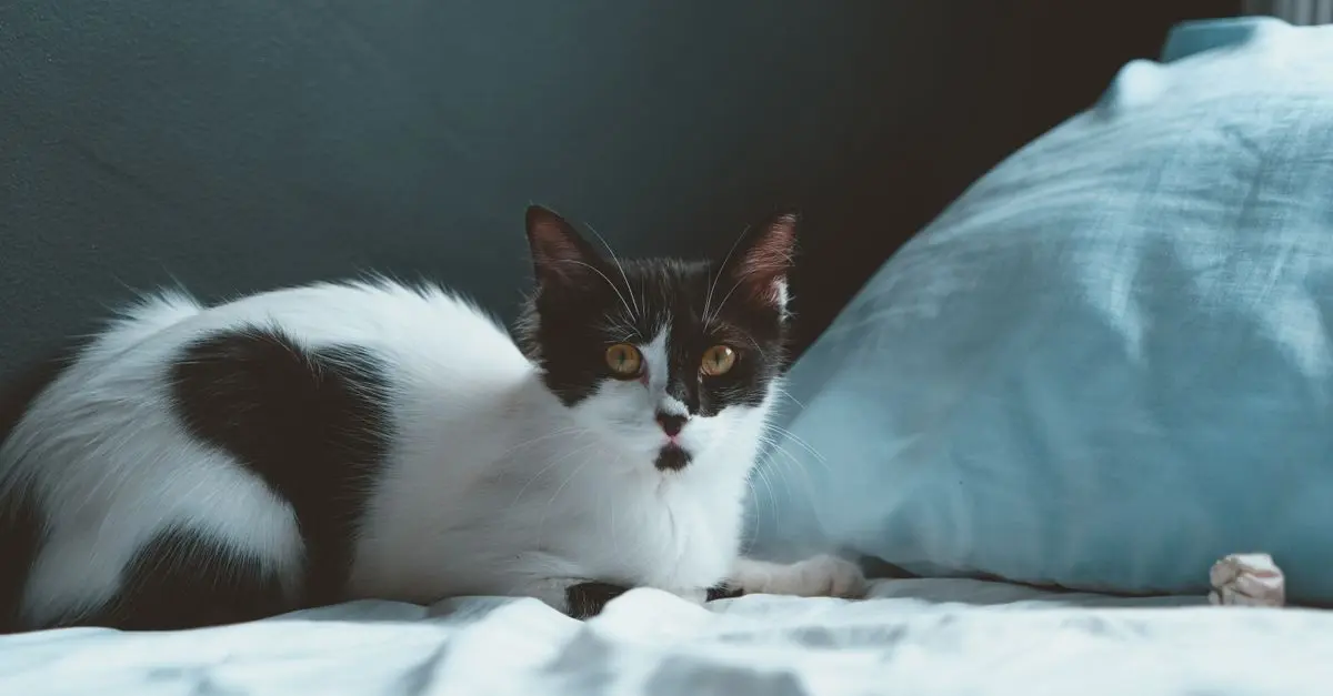 10 Tips for Creating a Comfortable Habitat for Your Pet
