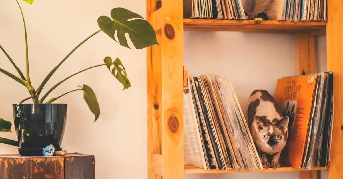 10 Essential Tips for Enriching Your Cat's Life