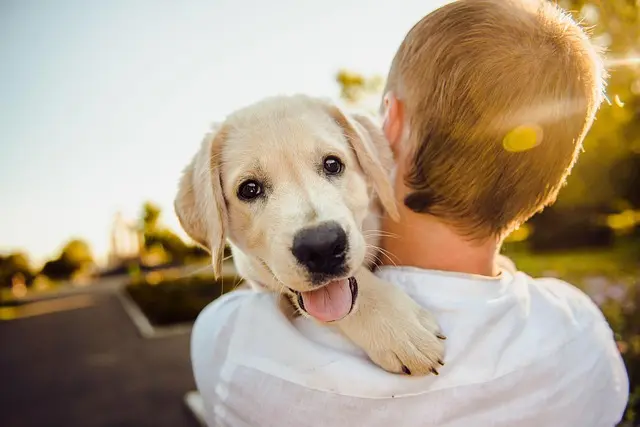 10 Essential Tips for Enriching Your Pet's Life