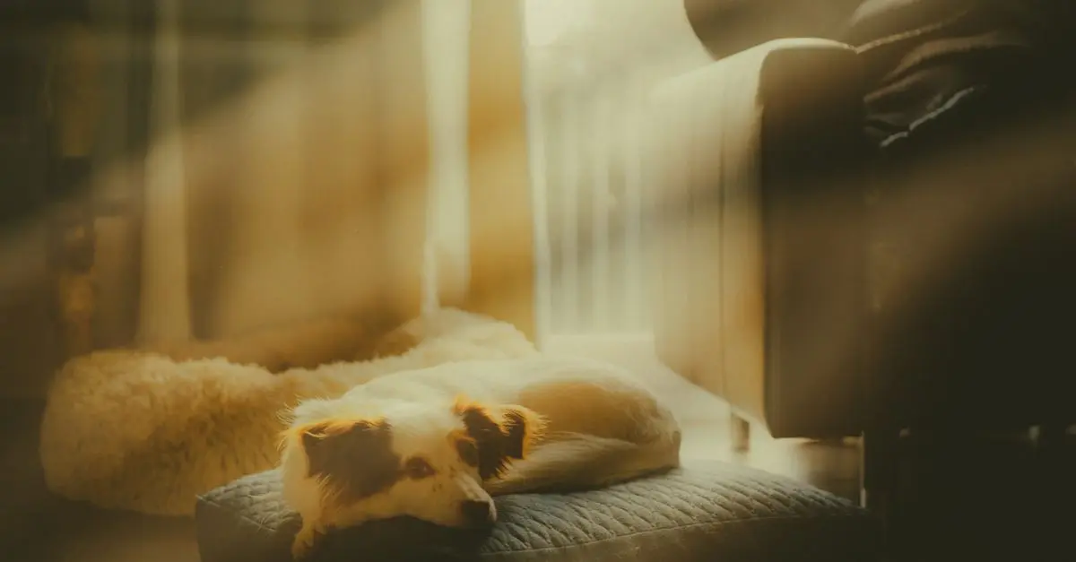 10 Essential Tips for Caring for Senior Pets