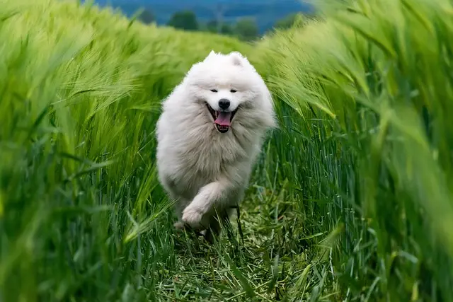 10 Essential Tips for Keeping Your Dog Happy and Healthy