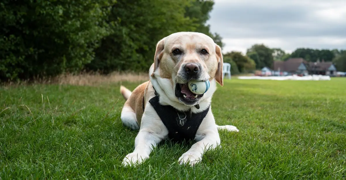 10 Essential Tips for Enriching Your Dog's Life