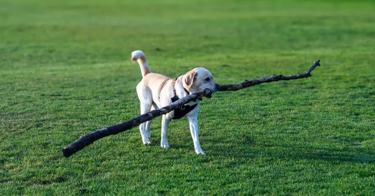 10 Fun Ways to Engage Your Dog in Playtime