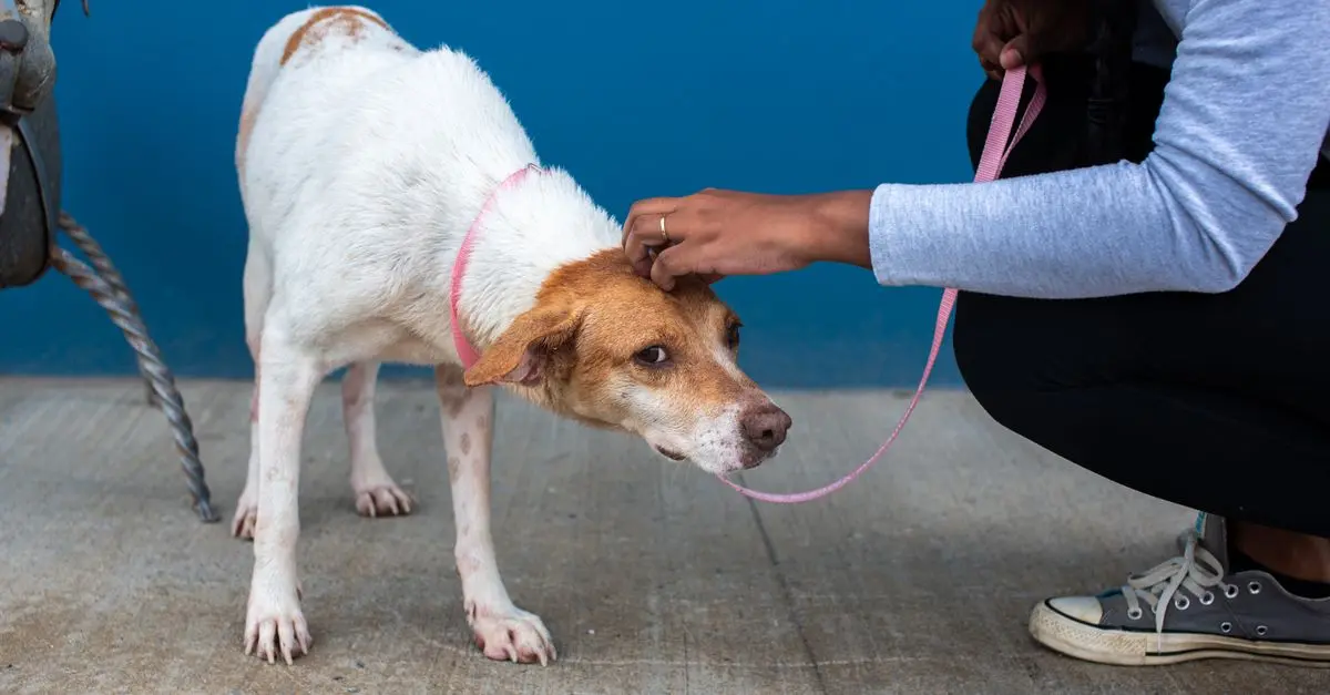 10 Essential Tips for Caring for Rescue Animals