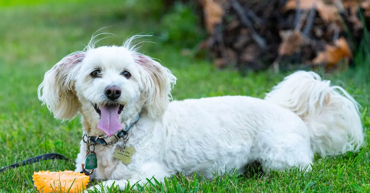 10 Ways to Enrich Your Pet's Life for Better Well-Being