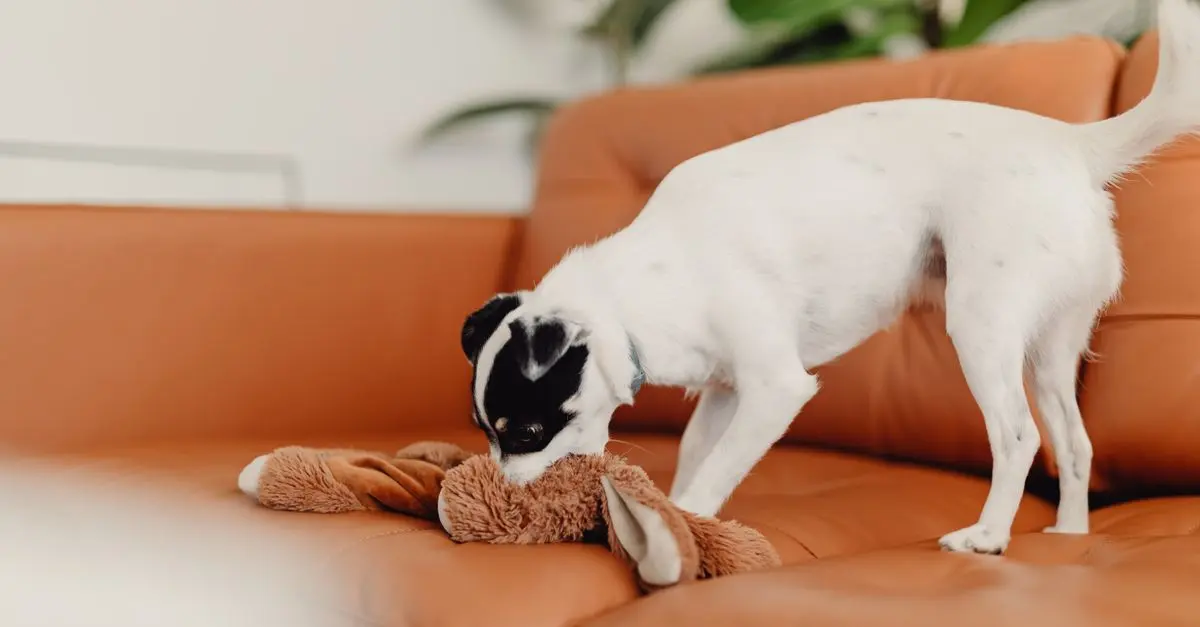 How to Engage Your Pet with Enrichment Activities