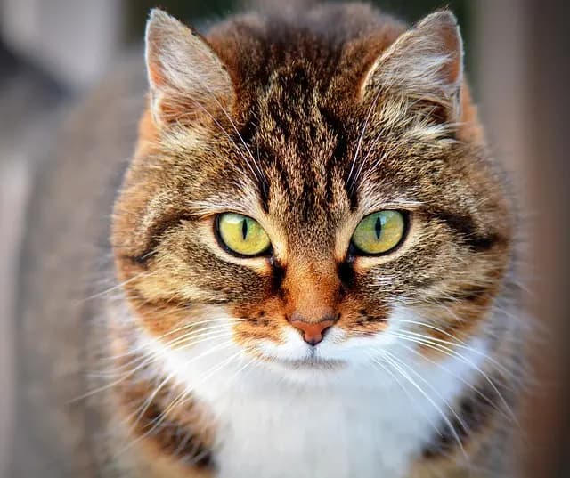 10 Essential Tips for Traveling with Your Pet