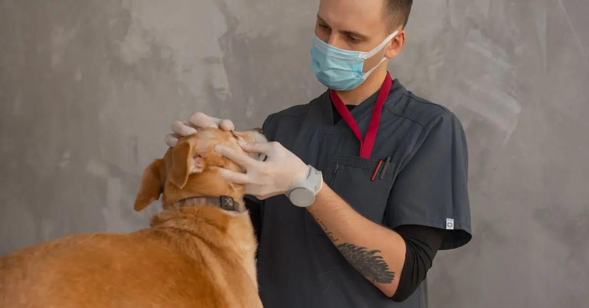 The Benefits of Regular Exercise for Your Pet's Health