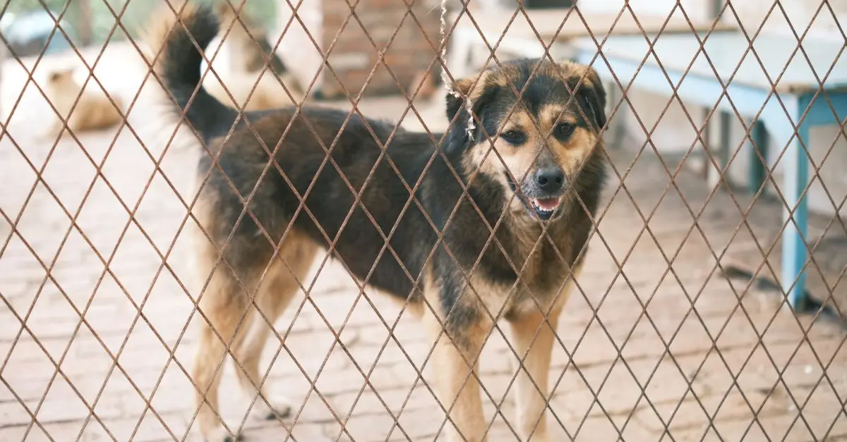 Understanding the Unique Needs of Rescue Animals