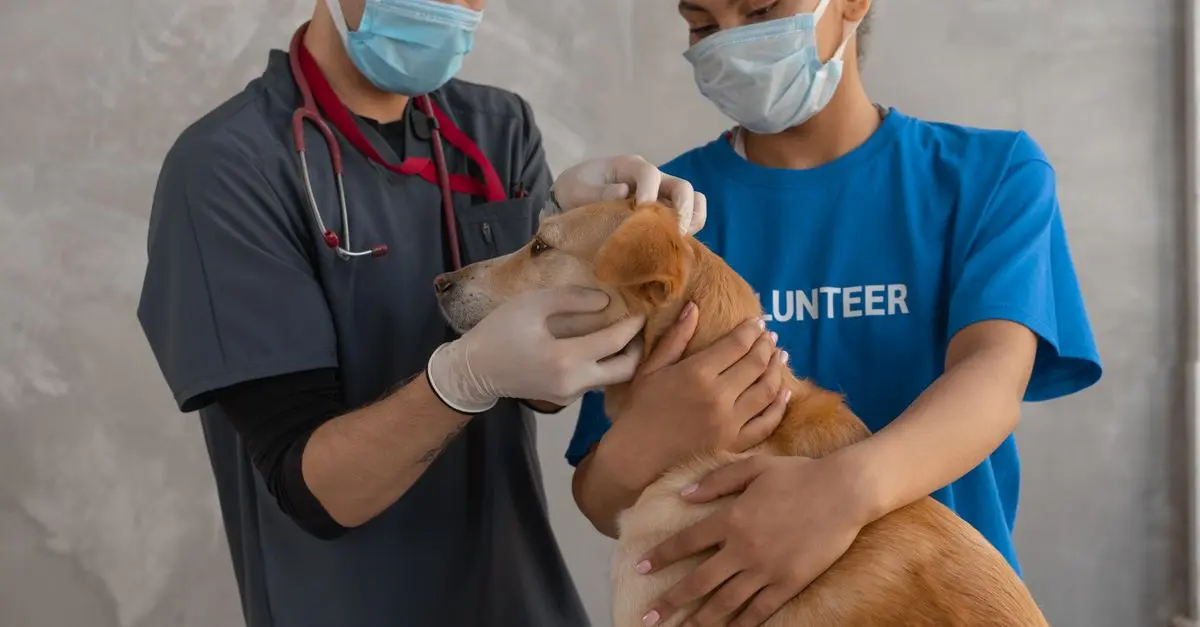 The Importance of Regular Vet Visits for Your Pet's Health