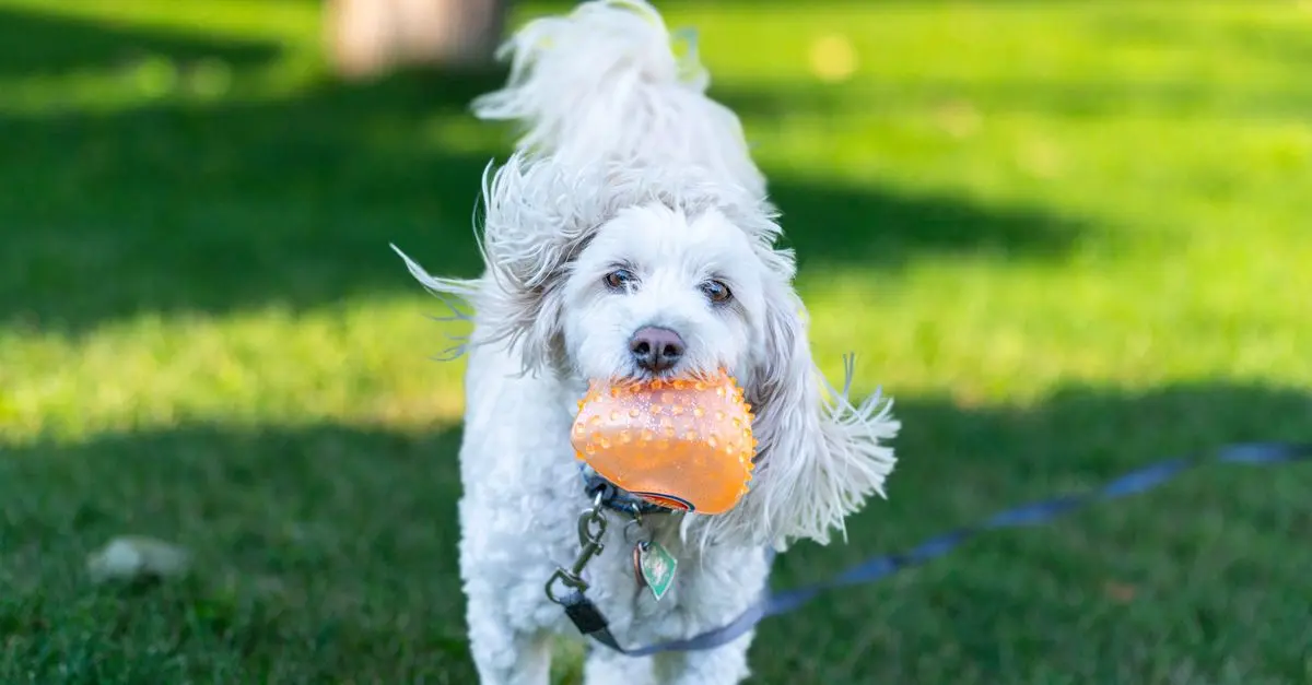10 Essential Tips for Enriching Your Pet's Life