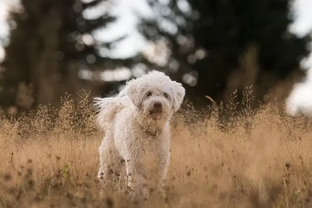 Understanding Your Pet's Body Language: Key Signals to Watch For