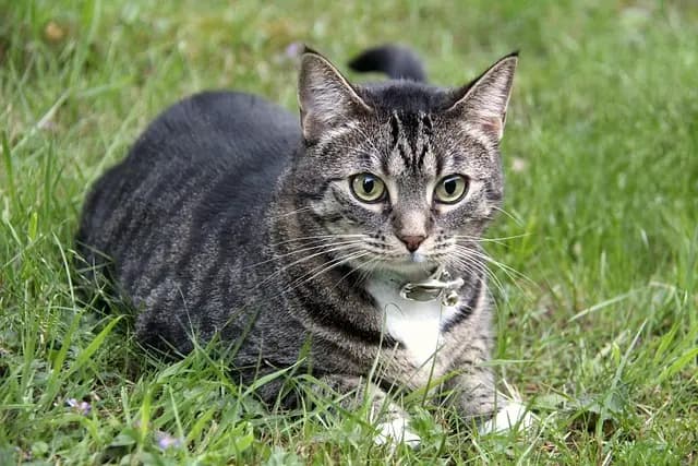 10 Tips for Creating a Pet-Friendly Home Environment