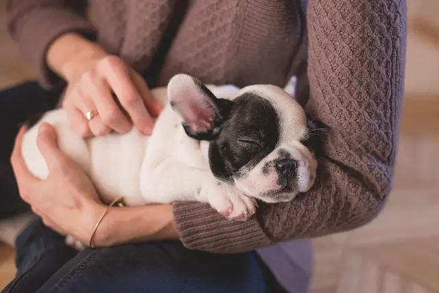 10 Essential Tips for Enriching Your Dog's Life