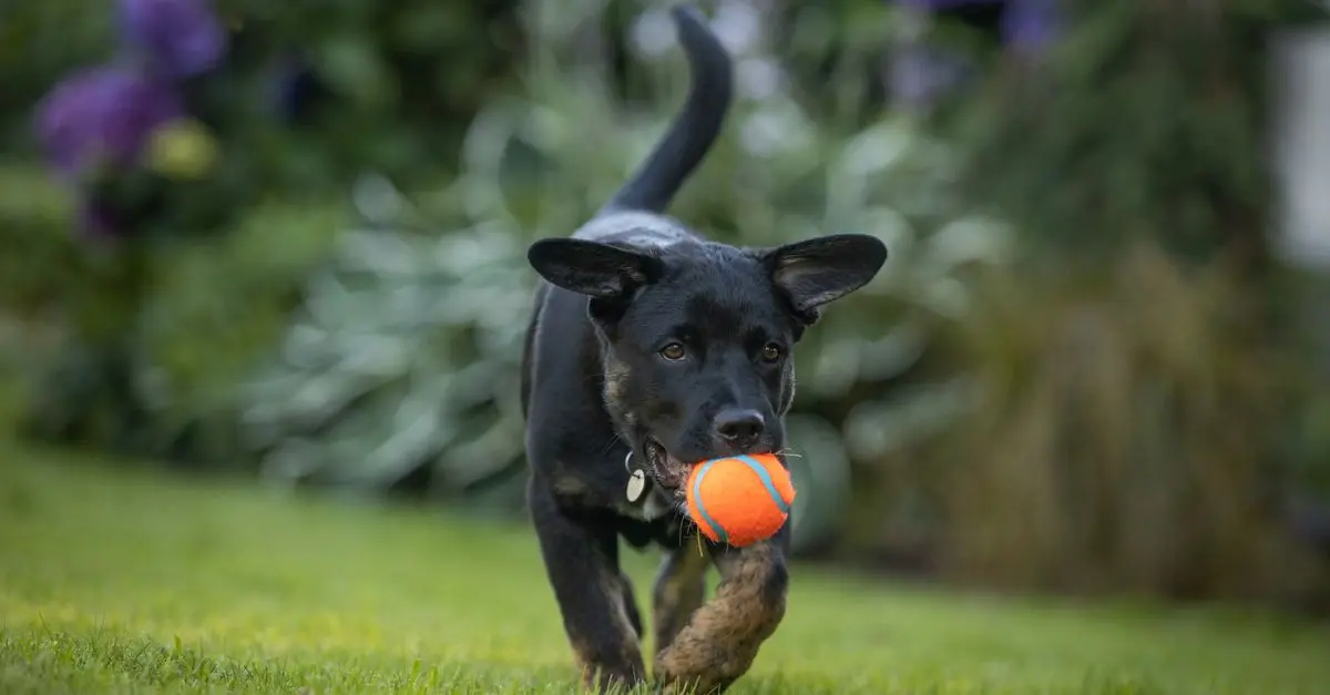10 Essential Tips for Caring for Your New Pet