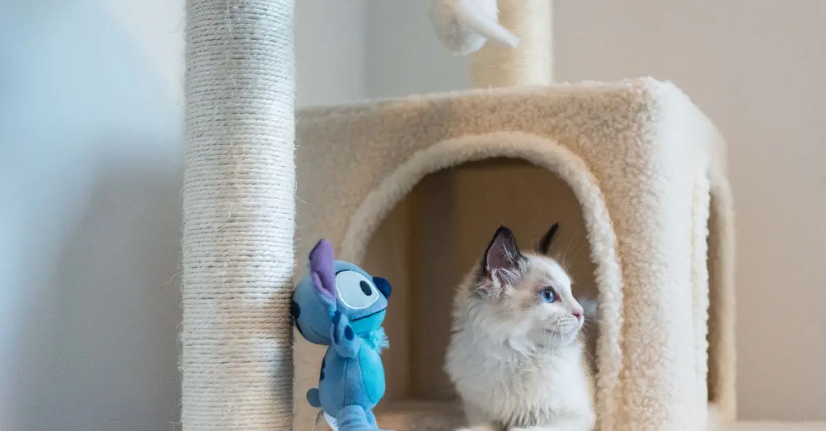How to Foster a Kitten: Tips for First-Time Caregivers