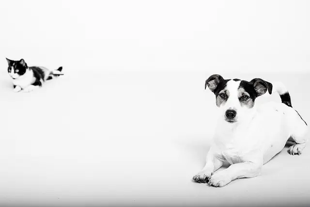 10 Essential Tips for Enriching Your Dog's Life