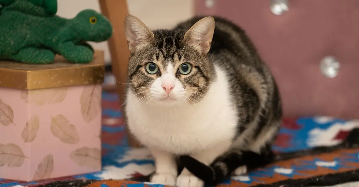 10 Essential Tips for Creating an Enriching Environment for Your Pets
