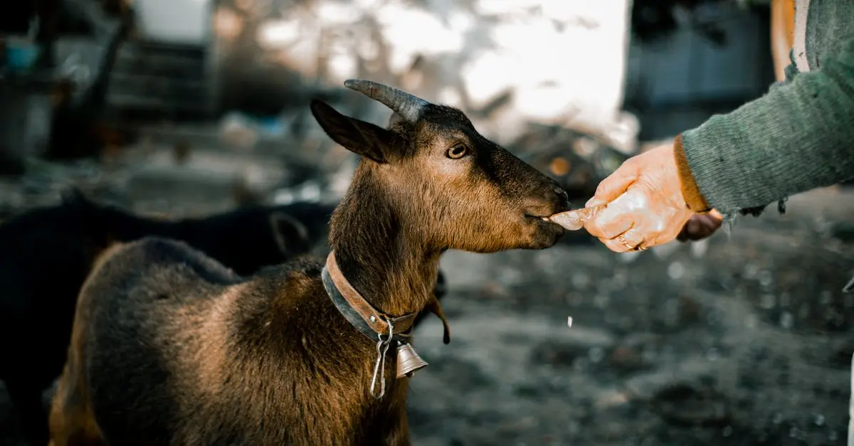 10 Essential Tips for Caring for Rescue Animals