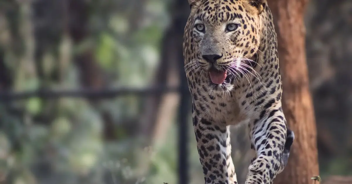 Top 10 Most Endangered Animal Species