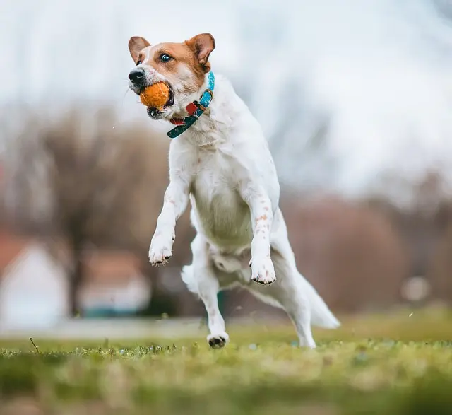10 Tips for Creating a Healthy Routine for Your Pet