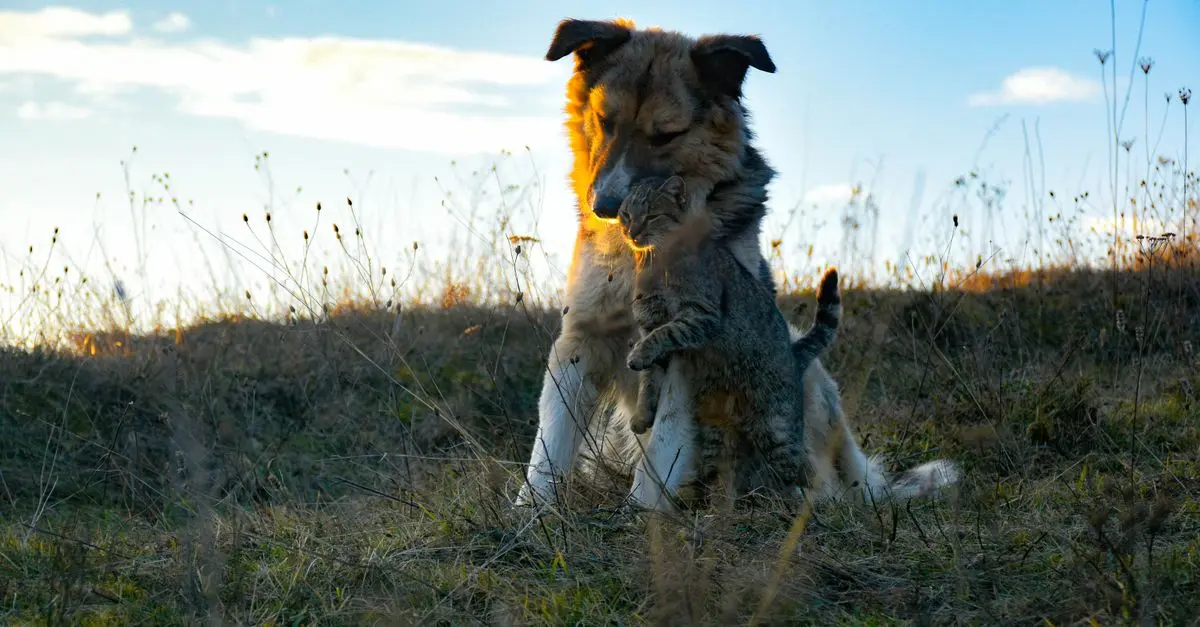 Understanding Animal Emotions: How Pets Feel and React