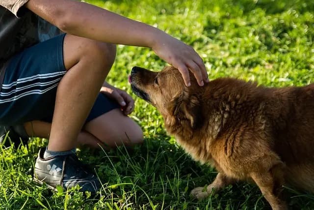 How to Recognize Signs of Stress in Your Pets