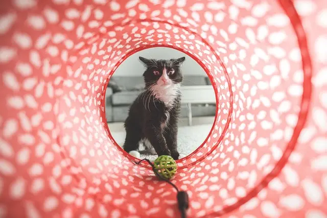 How to Create a Safe Habitat for Your Pet