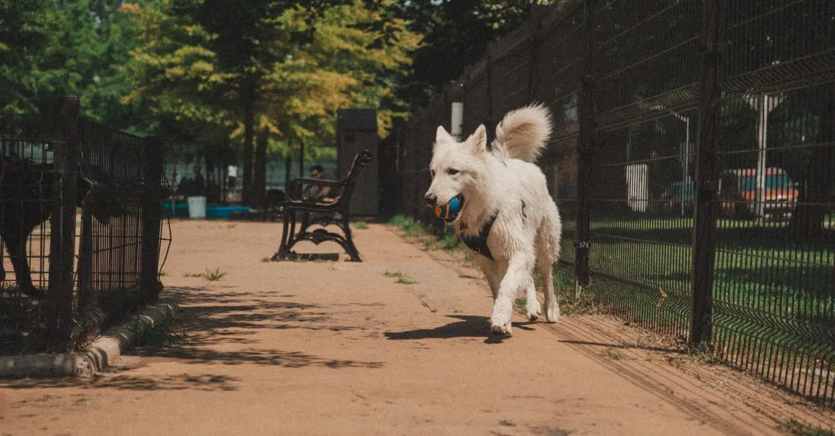 10 Essential Tips for Keeping Your Pet Happy and Healthy